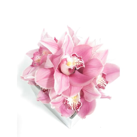 Mum's Day Cymbidium Orchids - Standard