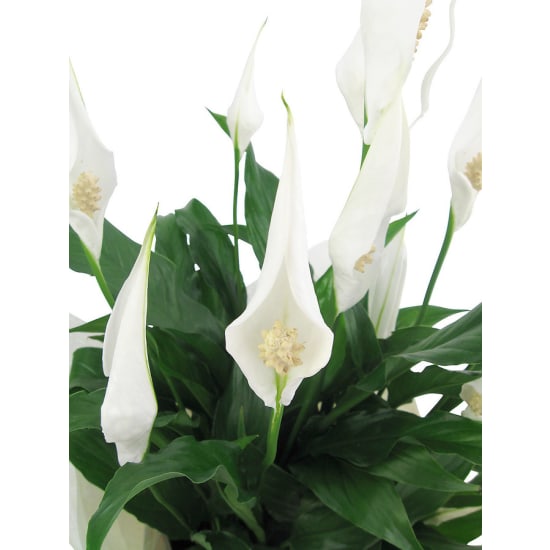 Peace Lily in Seafoam Pot - Standard