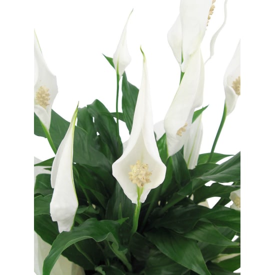 Peace Lily in Seafoam Pot - Standard