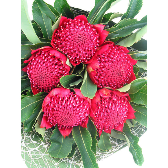 Waratah Bunch - Standard