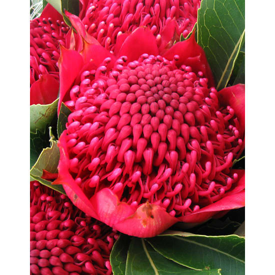 Waratah Bunch - Standard