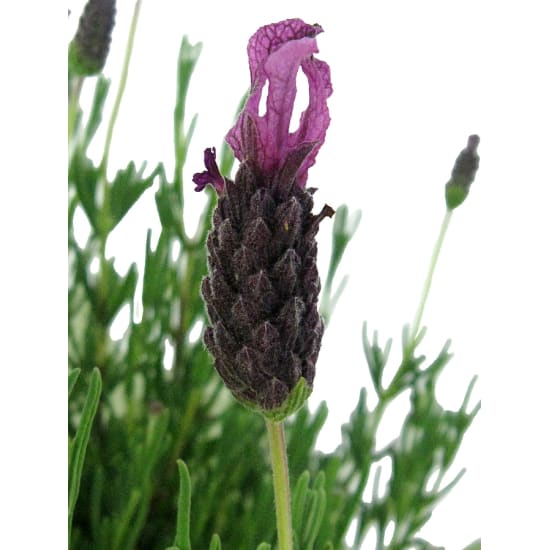 Fields Of Provence Lavender - Standard