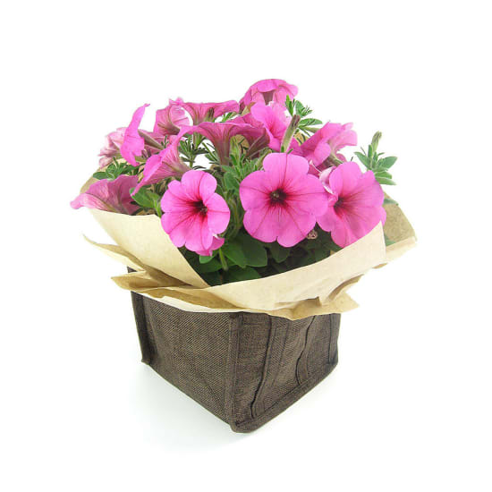 Petunia - Standard
