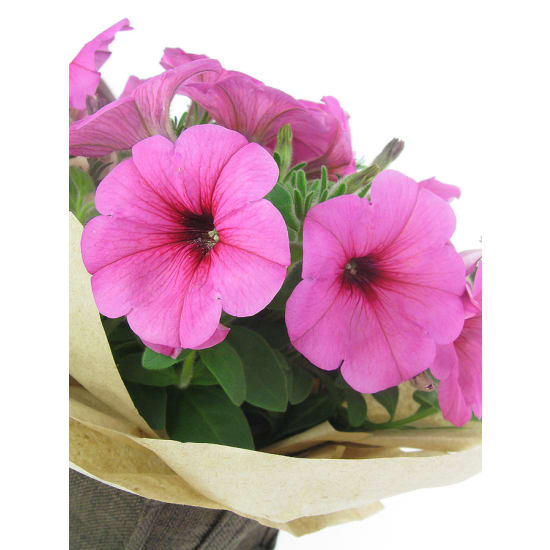 Petunia - Standard