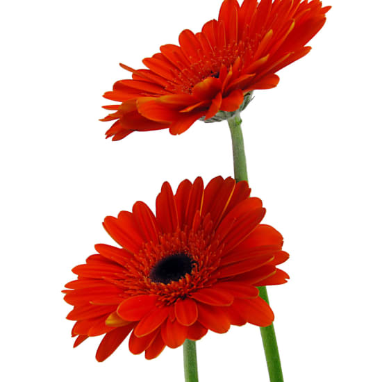 Potted Gerbera - Standard