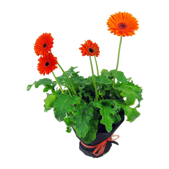 Potted Gerbera - Standard