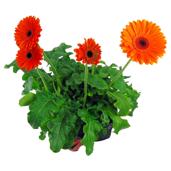 Potted Gerbera - Standard