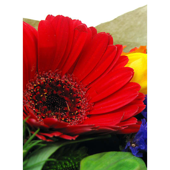 Posy - Standard