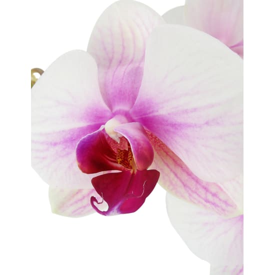 Soaring Orchid - Colour - Standard