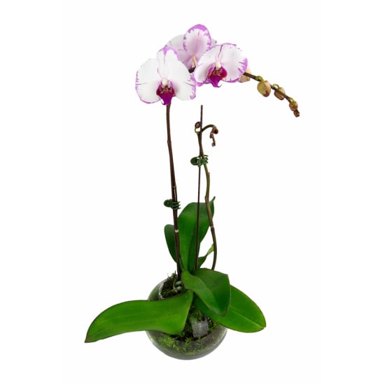 Phalaenopsis Orchid - Colour - Standard