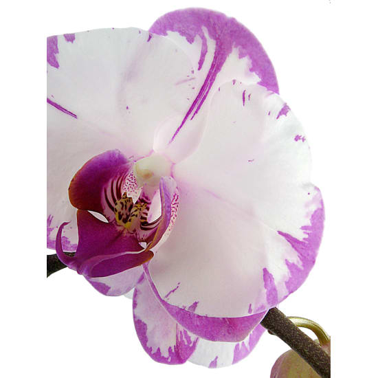 Phalaenopsis Orchid - Colour - Standard