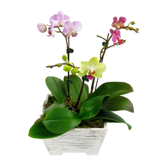 Orchid Planter Box | Flowers Delivered