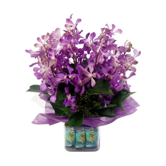 Tropic Treats - Standard