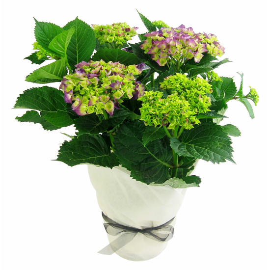 Hydrangea Plant - Standard