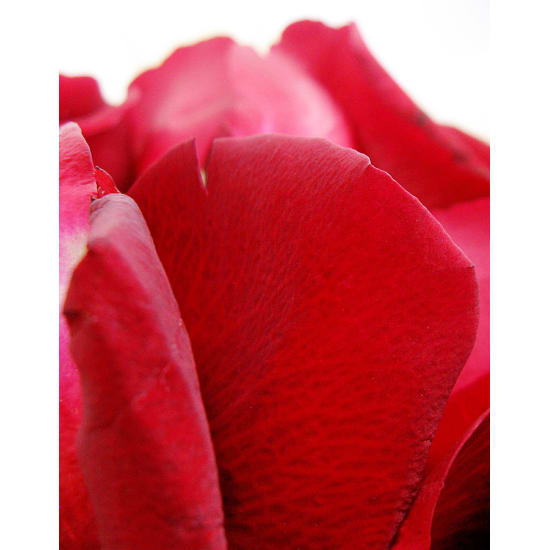 Rose Petals - Small - Standard