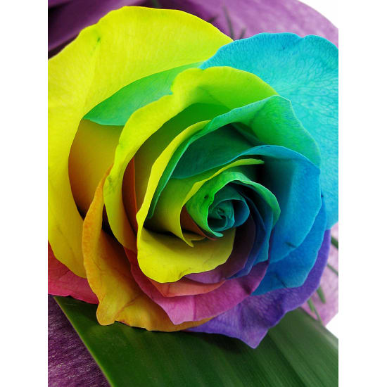 Rainbow Roses - Standard