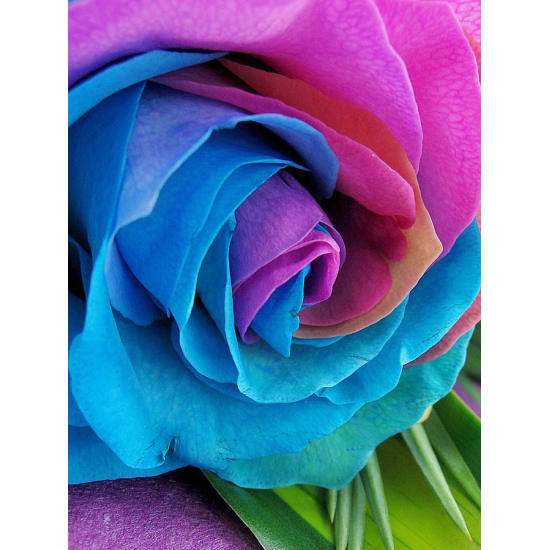Rainbow Roses - Standard
