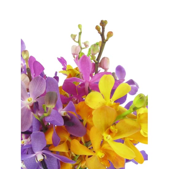 Orchid Fishbowl - Standard