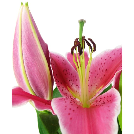 Potted Oriental Lily - Standard