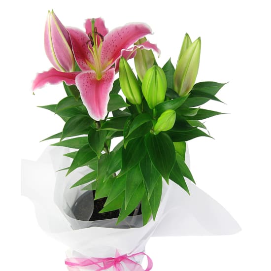 Potted Oriental Lily - Standard