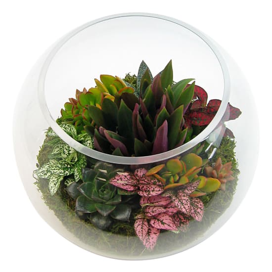 Large Fish Bowl Terrarium - Standard