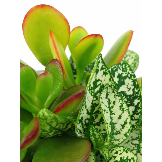 Round Glass Terrarium - Standard