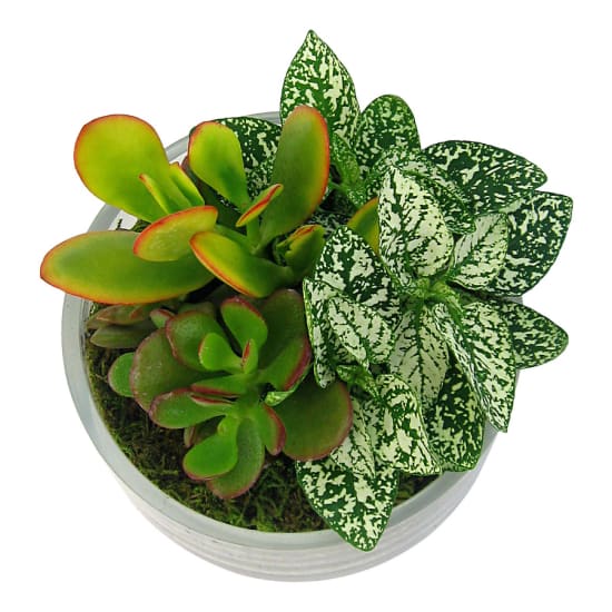 Round Glass Terrarium - Standard