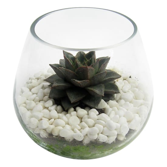 Succulent Terrarium - Standard