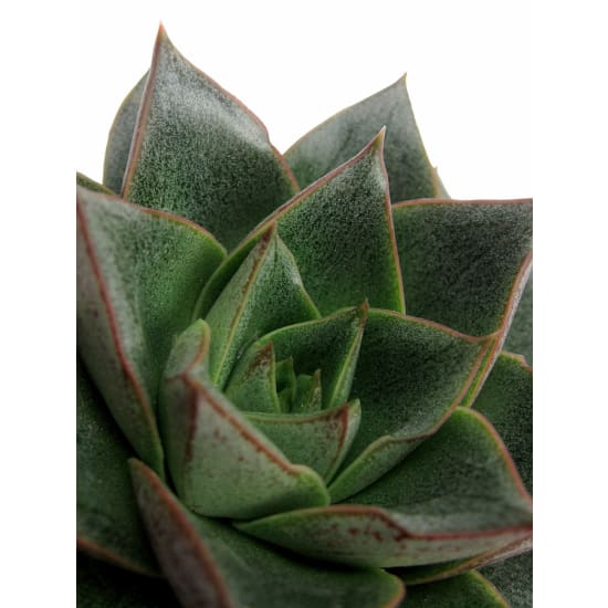 Succulent Terrarium - Standard