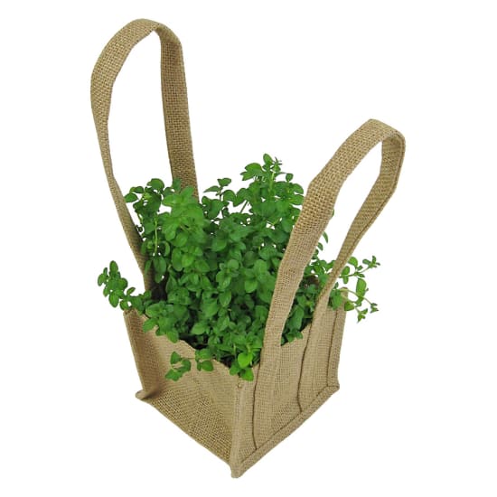 Seasons Best Herb Plant - Standard