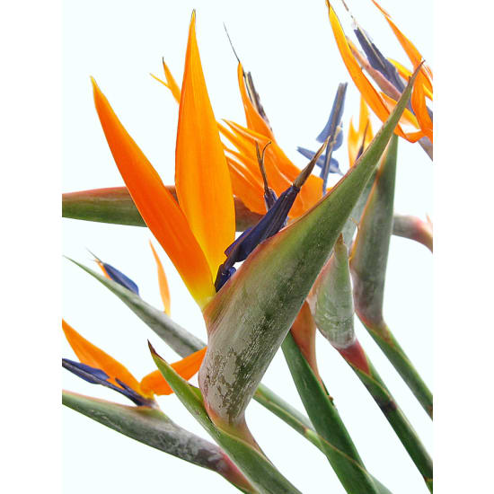 Touch of the Tropics - Standard
