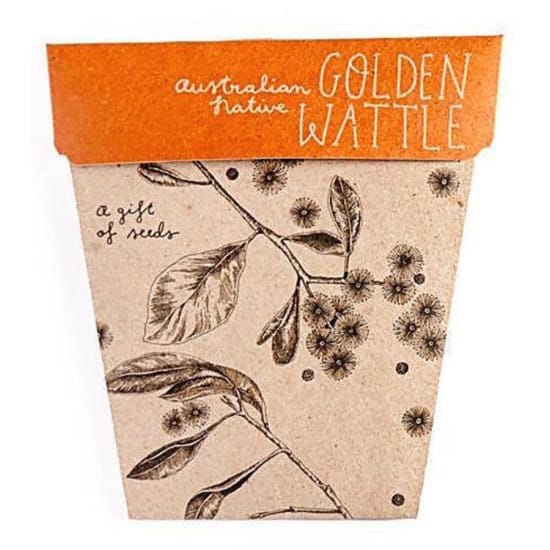 Golden Wattle Seeds - Standard