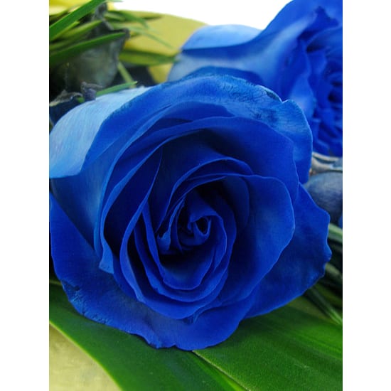 Blue Roses - Standard