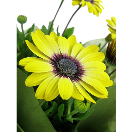Blue Eyed Beauty Plant - Standard