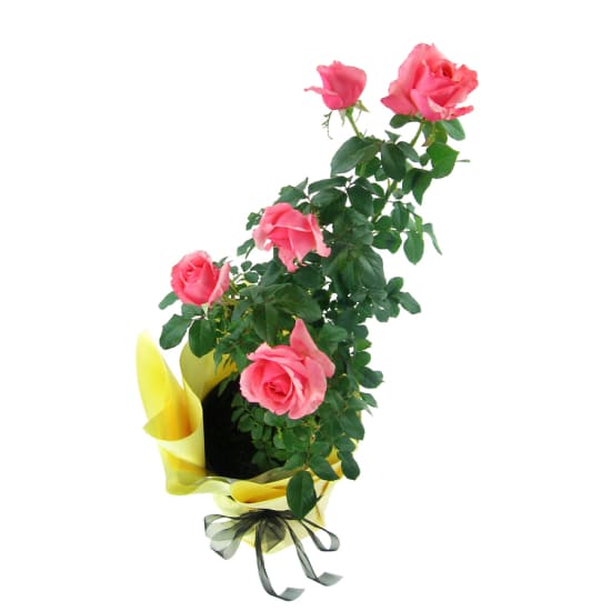La Vie En Roses - Standard