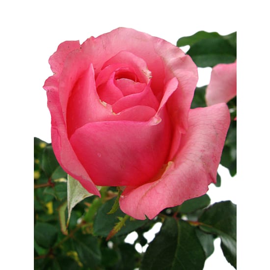 La Vie En Roses - Standard