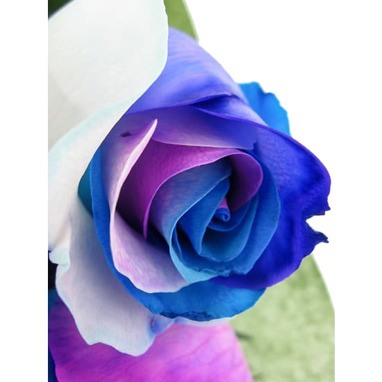 Twilight Watercolour Roses - Standard
