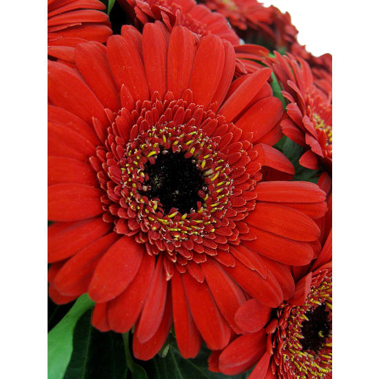 Daisy Chain Wreath - Standard