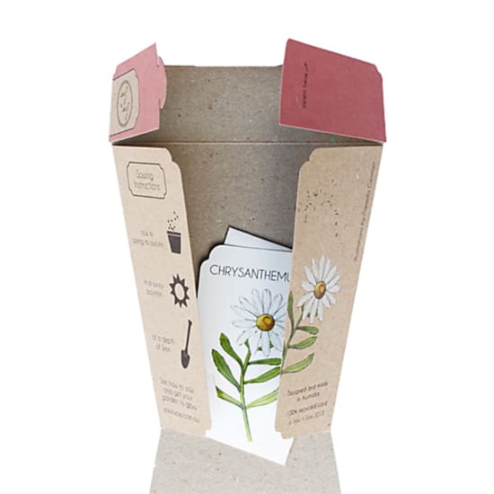 Chrysanthemum Seeds - Standard