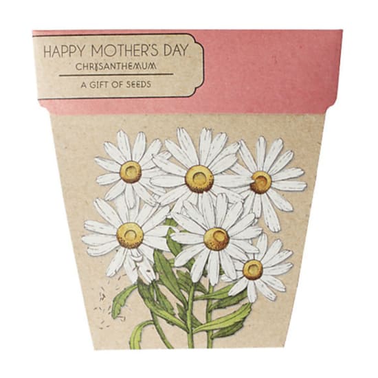 Chrysanthemum Seeds - Standard