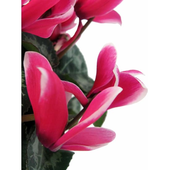 Little Cute-Tea Mini Cyclamen - Standard