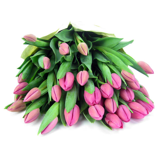 Pink Tulip Bunch - Premium