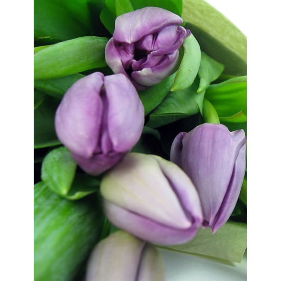 Purple Tulip Bunch - Standard