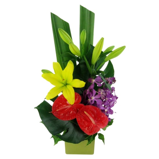 Resplendent Rainforest - Standard