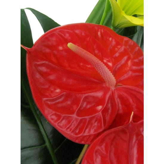 Resplendent Rainforest - Standard