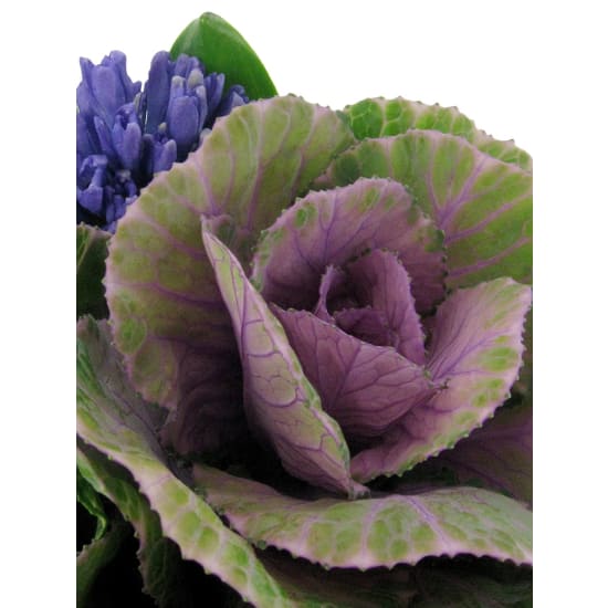 Winter Whimsy - Standard