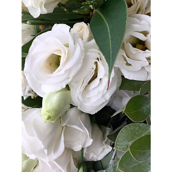 Picture Perfect - Standard