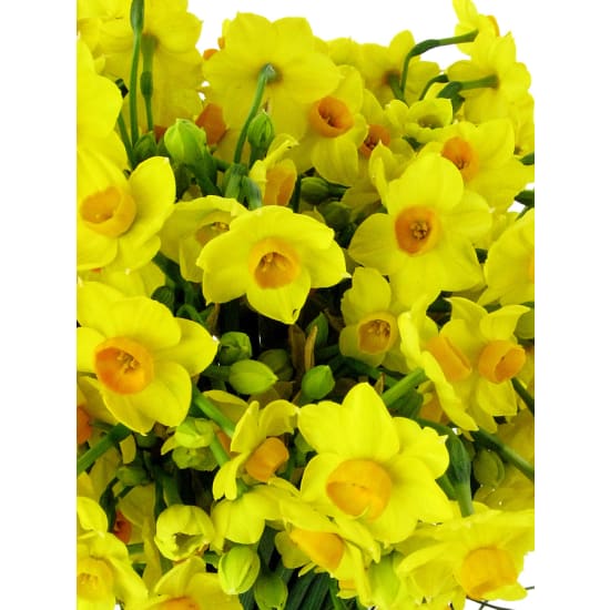 Jovial Jonquils - Standard