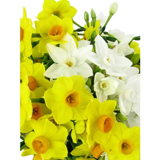 Jolly Jonquils - Standard