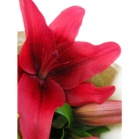 Red Lily bunch - Standard